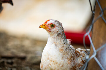 Rhode Island Red Chicken, wandering, walking around as usual, curious animal.