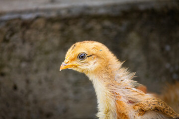 Cute young orange chick bird wandering around, nice blurry gray background