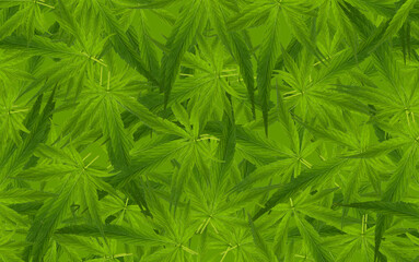 Feuilles de cannabis 