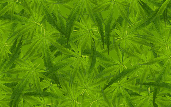 Feuilles de cannabis 