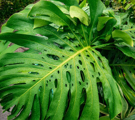 philodendron leaves wet due to heavy rain © sasoriprastyo