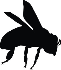 Insect full body silhouette illustration isolated on white