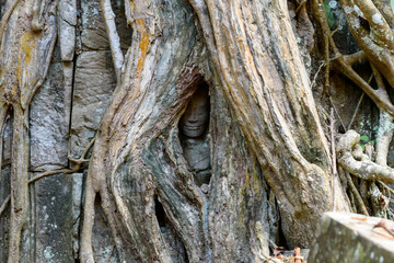 head of buddha in tree root at Ta Prohm temple, Siem Reap, Cambodia.