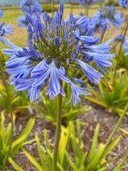 Agapanthe bleue, lis du Nil © Unclesam