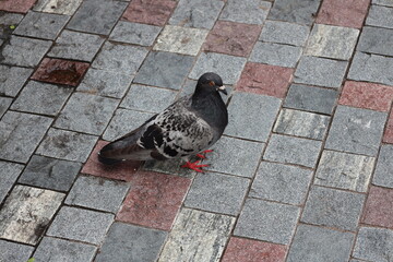 Obraz premium close-up lone black and gray (grey) pigeon on multi-colored tiles