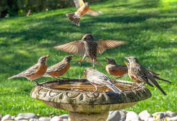 A backyard birdbath attracts a flock of robins and one starling