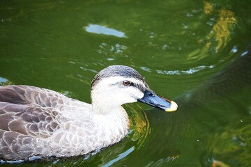 のんびり泳ぐカルガモ　秋の公園