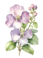 Honesty Watercolor Flower Nature Art