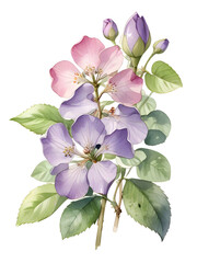 Naklejka premium Honesty Watercolor Flower Nature Art