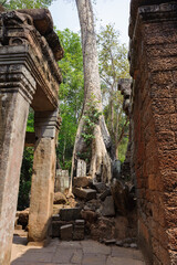 Obraz premium big trees at Ta Prohm temple Siem Reap, cambodia.