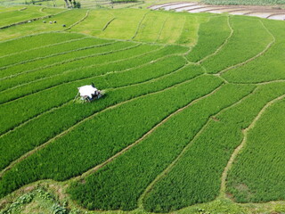aerial panorama of agrarian rice fields landscape in the village of Central Java, like a terraced rice fields ubud Bali Indonesia	