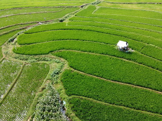 aerial panorama of agrarian rice fields landscape in the village of Central Java, like a terraced rice fields ubud Bali Indonesia	