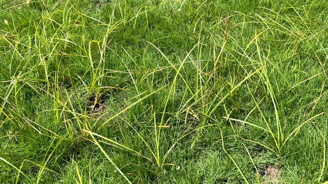 Close-up of Nut Grass (Cyperus rotundus Linn.) or Grass Blades Growing in the Lawn with Grass