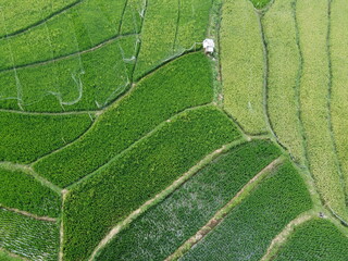 aerial panorama of agrarian rice fields landscape in the village of Central Java, like a terraced rice fields ubud Bali Indonesia	