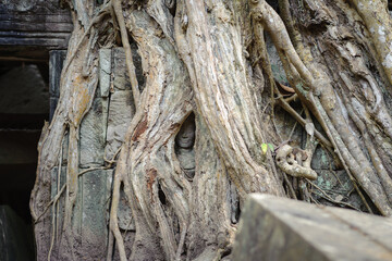 head of buddha in tree root at Ta Prohm temple, Siem Reap, Cambodia.