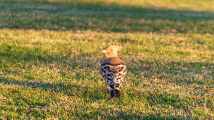 Eurasian hoopoe or Common hoopoe (Upupa epops) bird close-up on natural green grass background © Dmitrii Potashkin