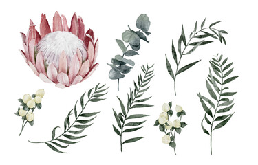 Watercolor Protea Flower, Eucalyptus, Hypericum Berries and Pepper Tree Leaves Elements Isolated on White Background