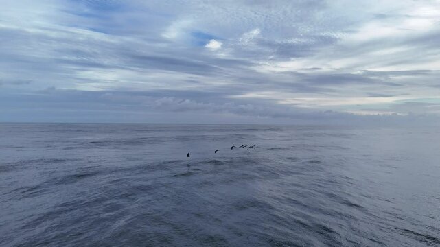 Drone shot chasing a group of Pelicans flying over ocean waves in Guatemala at sunset.