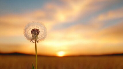 A close-up of a dandelion puff against a beautiful sunset, creating a serene atmosphere in a golden field.