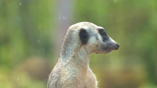 African small mongoose, meerkat, suricata suricatta on sentry duty, perch on a high point, guarding the perimeter, close up shot.