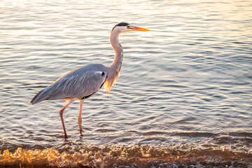 A heron hunting in the sea. Grey heron on the hunt
