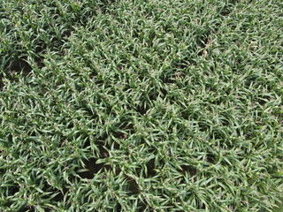 Corn fields are planted next to rice fields for a variety of modern agricultural products in Indonesia