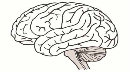 Close-up of a human brain model displaying visible signs of aging with wrinkles and texture changes, ideal for educational and medical presentations, with ample white background copy space for text