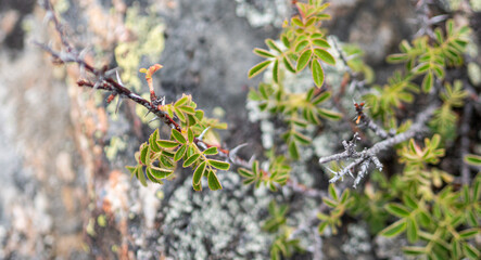 Bush branch with green leaves with rock background