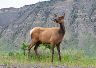 Elk in Natural Habitat with Mountain View, Mammoth Hot Springs in Yellowstone National Park Wildlife
