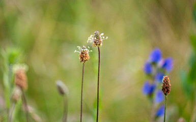 Close up grass stalks delicate thin meadow