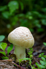 Tiny Cute White Mushroom in the Forest Alone