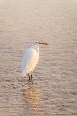 Great egret (Ardea alba), a medium-sized white heron fishing on the sea beach