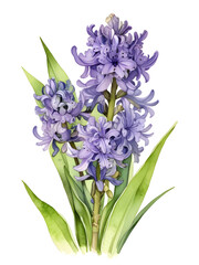 Obraz premium Hyacinth Watercolor Flower Nature Art