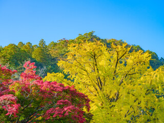 Fototapeta premium 秋の紅葉と青空 楓