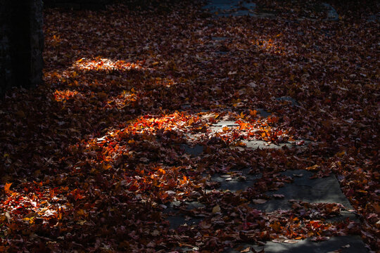Autumn Leaves 2024