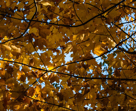 Autumn Leaves 2024