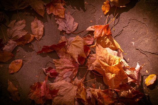 Autumn Leaves 2024