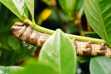 Caterpillars are the larval stage of butterflies and moths. They are fascinating creatures with...