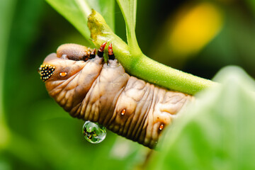 Caterpillars are the larval stage of butterflies and moths. They are fascinating creatures with diverse appearances and behaviors.