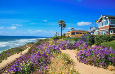 Wildflowers super bloom along Sea Cliff Coastal Trail in Del Mar,  north of San Diego in Southern California	
