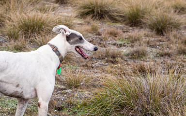 Fototapeta premium Greyhound white dog in the grass free happy