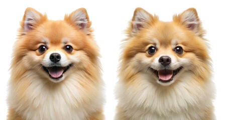 Obraz premium Big dog, cute pet isolated on transparent background.