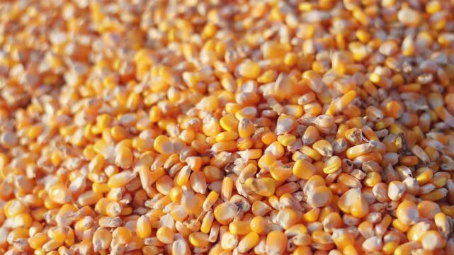 Farmer cupping maize kernels after harvest is done with sunlight. animal feed agricultural industry, agricultural technology, biofuel, slow motion.