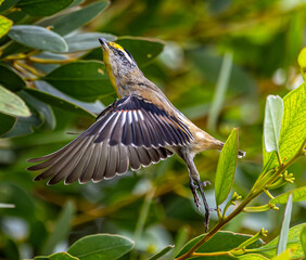 Obraz premium A Striated pardalote (pardalotus striatus) in mid flight.