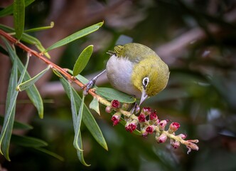 A Silvereye (zosterops lateralis chloronotus) feeding on a flower.
