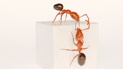 Ants are attracted to sucrose, often preferred over other sugars, because it's a concentrated energy source that's lightweight and easy to carry; 3d rendering.