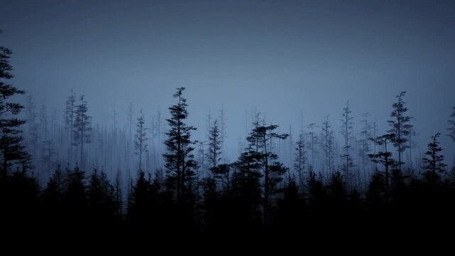 misterious forest