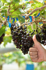 Best quality organic seedless grape on vinery yard.
