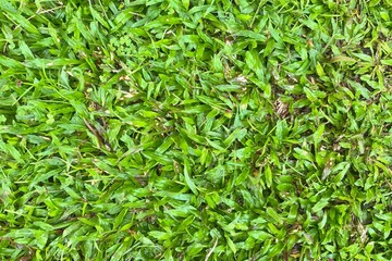green grass background, so fresh and beautiful