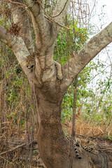 Jaguar resting in fork of tree with eyes closed, sleeping.